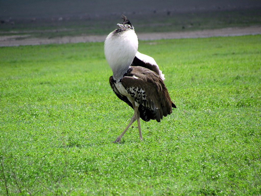 1024px-Kori_bustard_bird_-_Ngorongoro-2