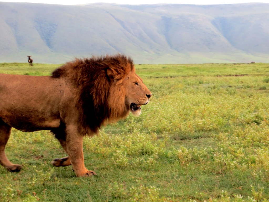 Ngorongoro-Crater (1)