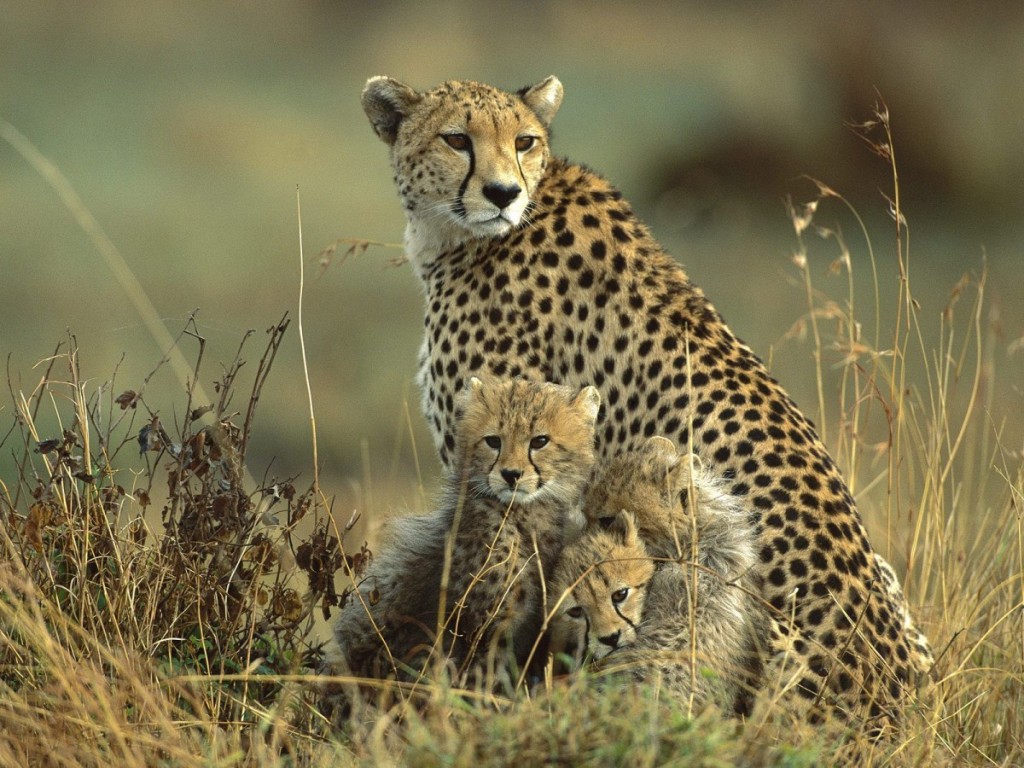 cheetah-and-cubs-1024x768-1