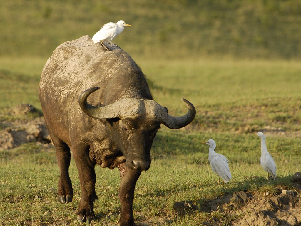 ngorongoro-buffalo