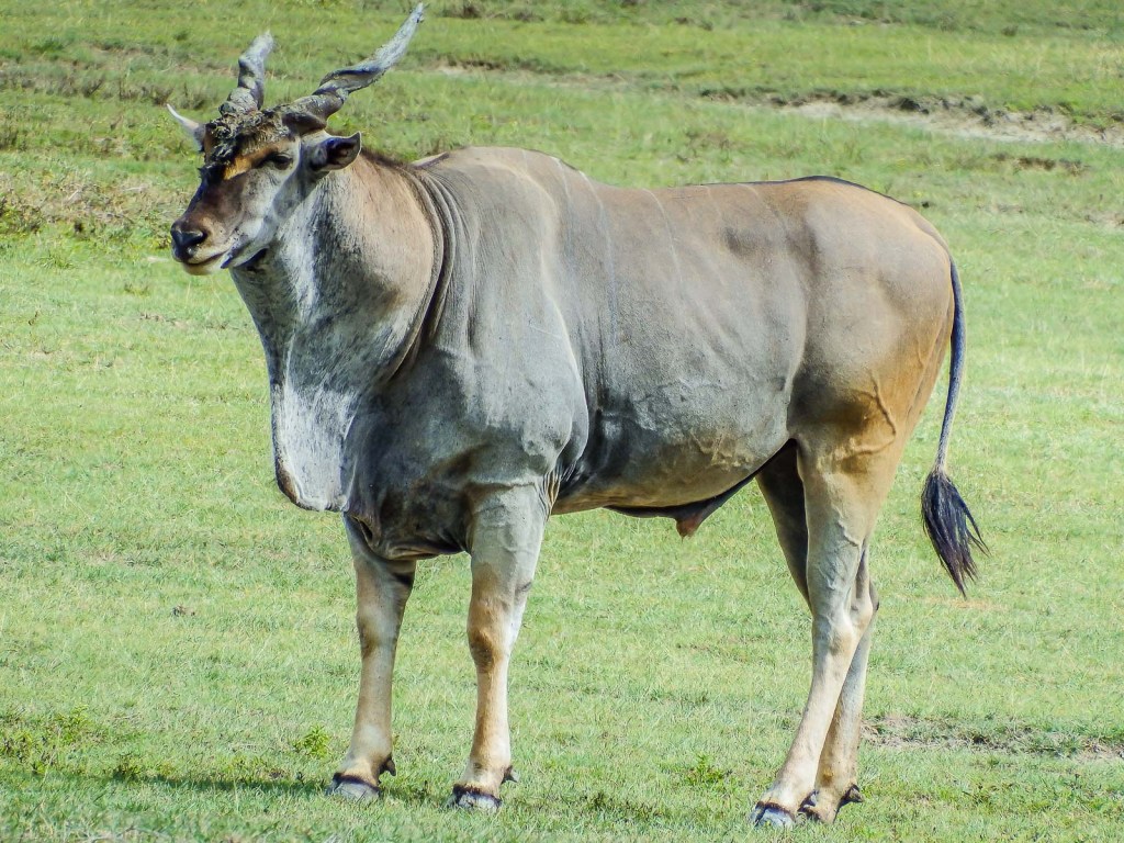 Ngorongoro Crater Giant Eland