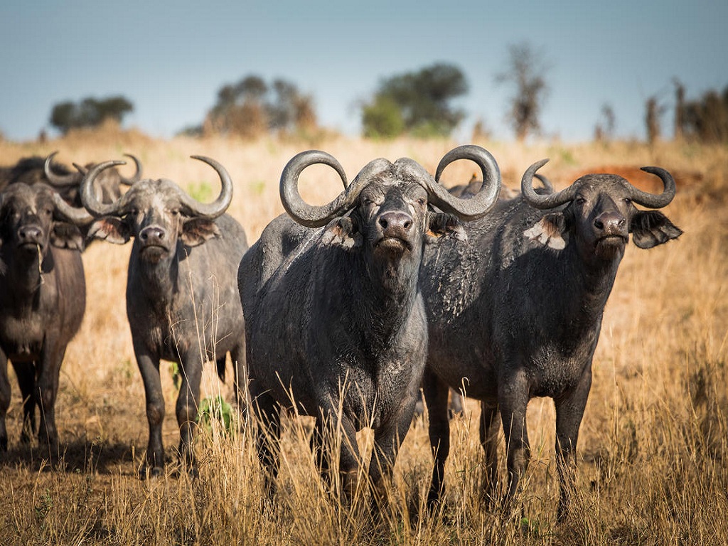 tarangire_kuro_-_copyright_scott_ramsay_-_www.lovewildafrica.com-78