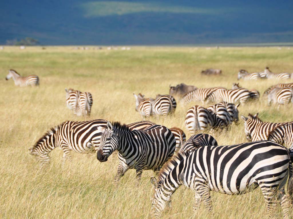 zebra-ngorongoro